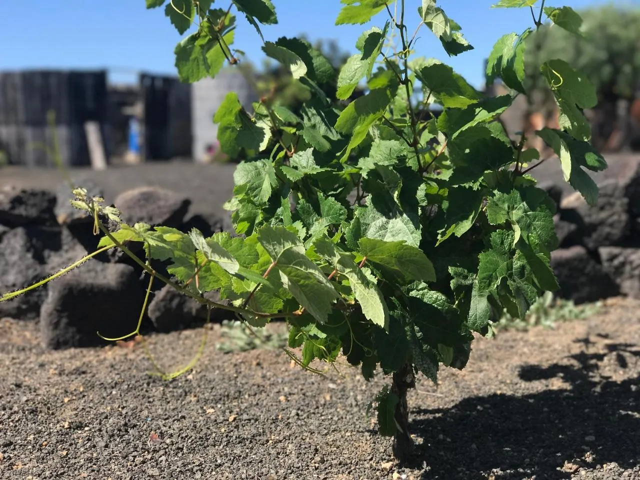 فندق Eslanzarote Eco Dome Experience تيغيسي منتزه العطل